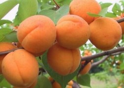 Prunus Armeniaca Hargrand / Hargrand  kajszi